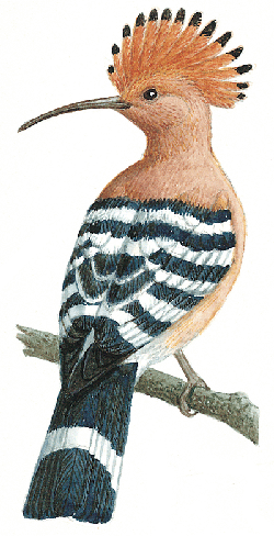 hoopoe-butt